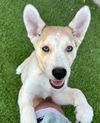 adoptable Dog in Carrollton, TX named Topaz