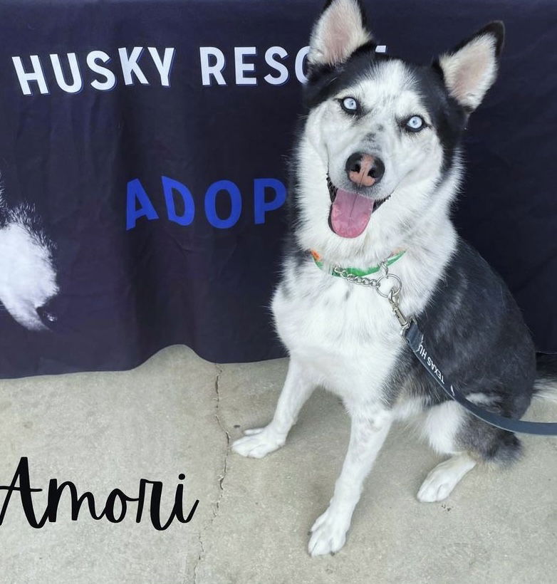 adoptable Dog in Carrollton, TX named Amori