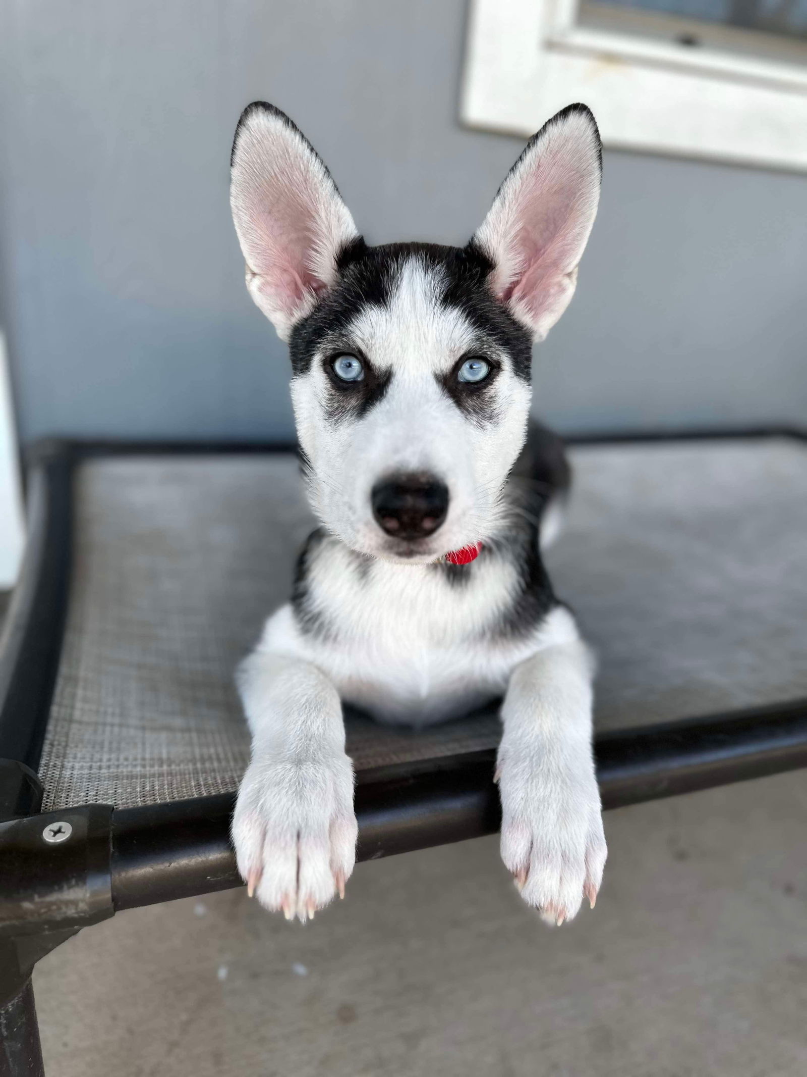 adoptable Dog in Leander, TX named Kiwi