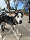 adoptable Dog in  named Lychee