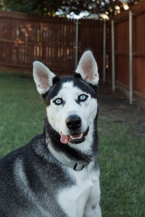 LYCHEE - Siberian Husky available for adoption