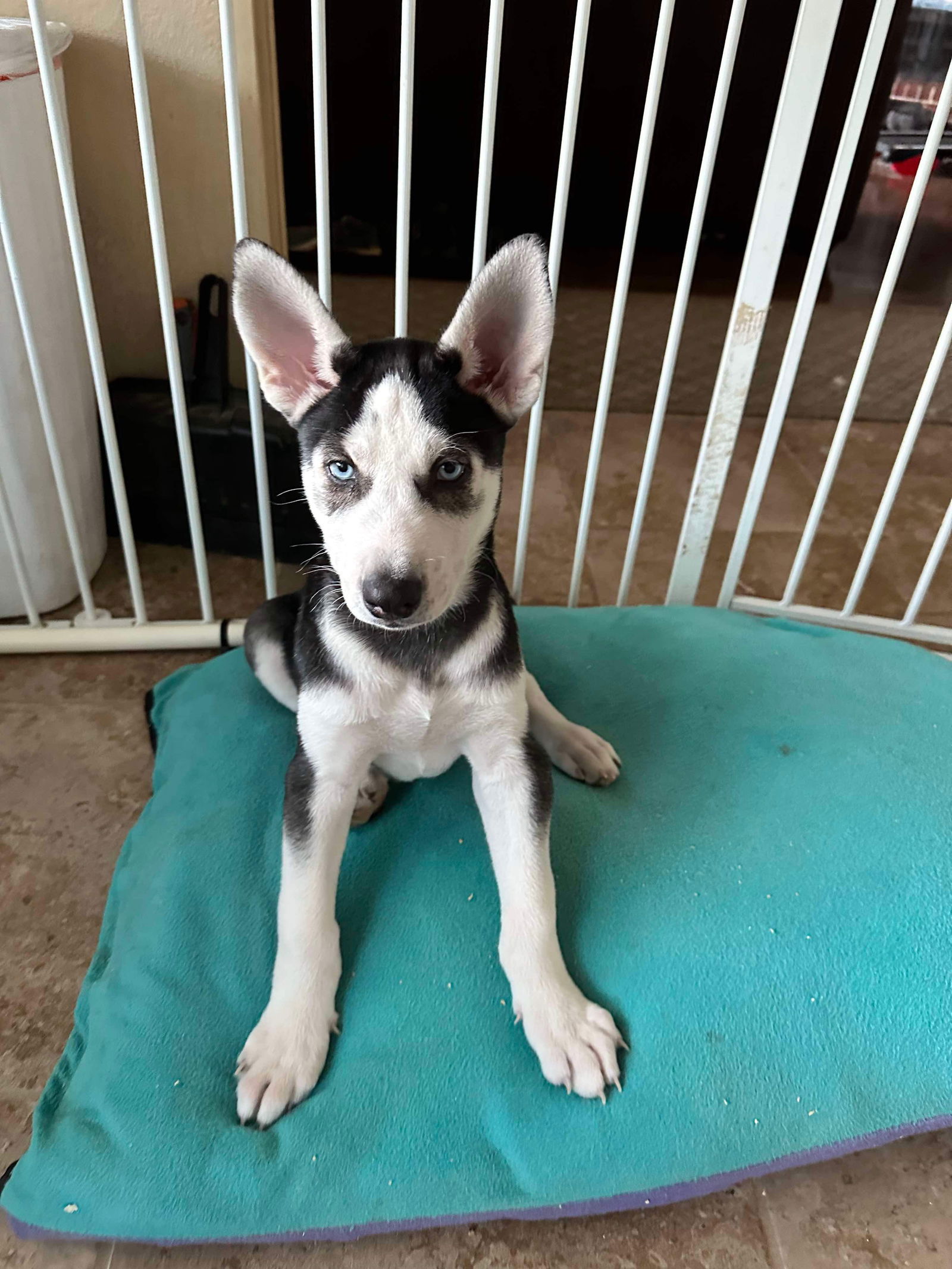 adoptable Dog in Leander, TX named Lychee