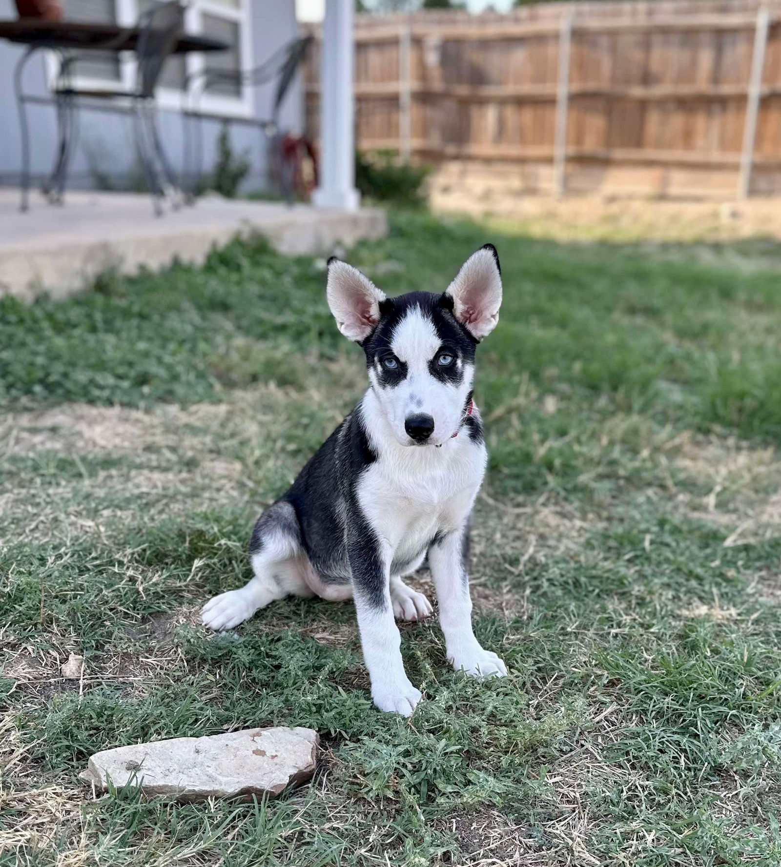 adoptable Dog in Leander, TX named Mango