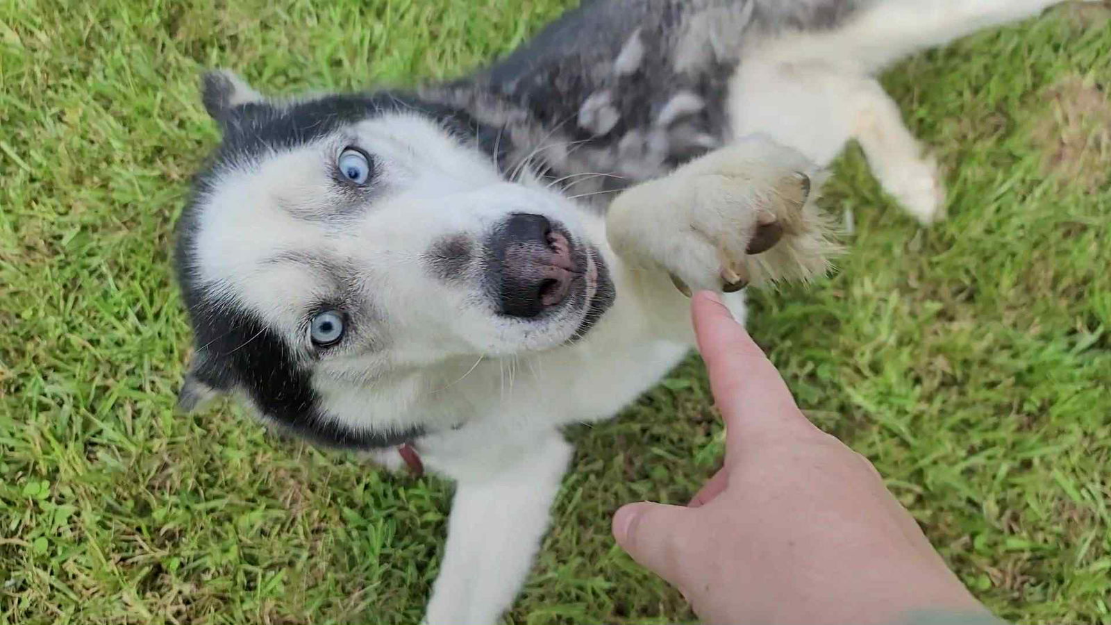 adoptable Dog in Carrollton, TX named Chex *Foster Needed*