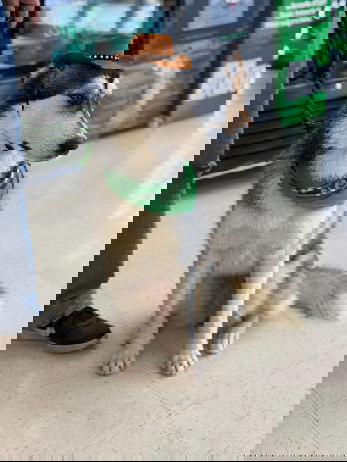 picture of the dog needing adoption