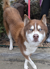 adoptable Dog in  named Samson