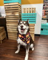 Samson - Photo 1