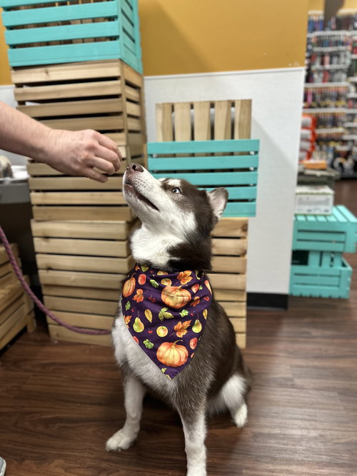 SAMSON - Siberian Husky available for adoption