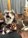 Samson - Photo 3