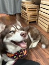 Samson - Photo 4