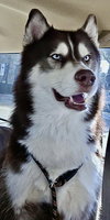 Samson - Photo 5