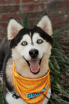 adoptable Dog in  named Belle