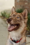 adoptable Dog in  named Rose *Foster Needed*