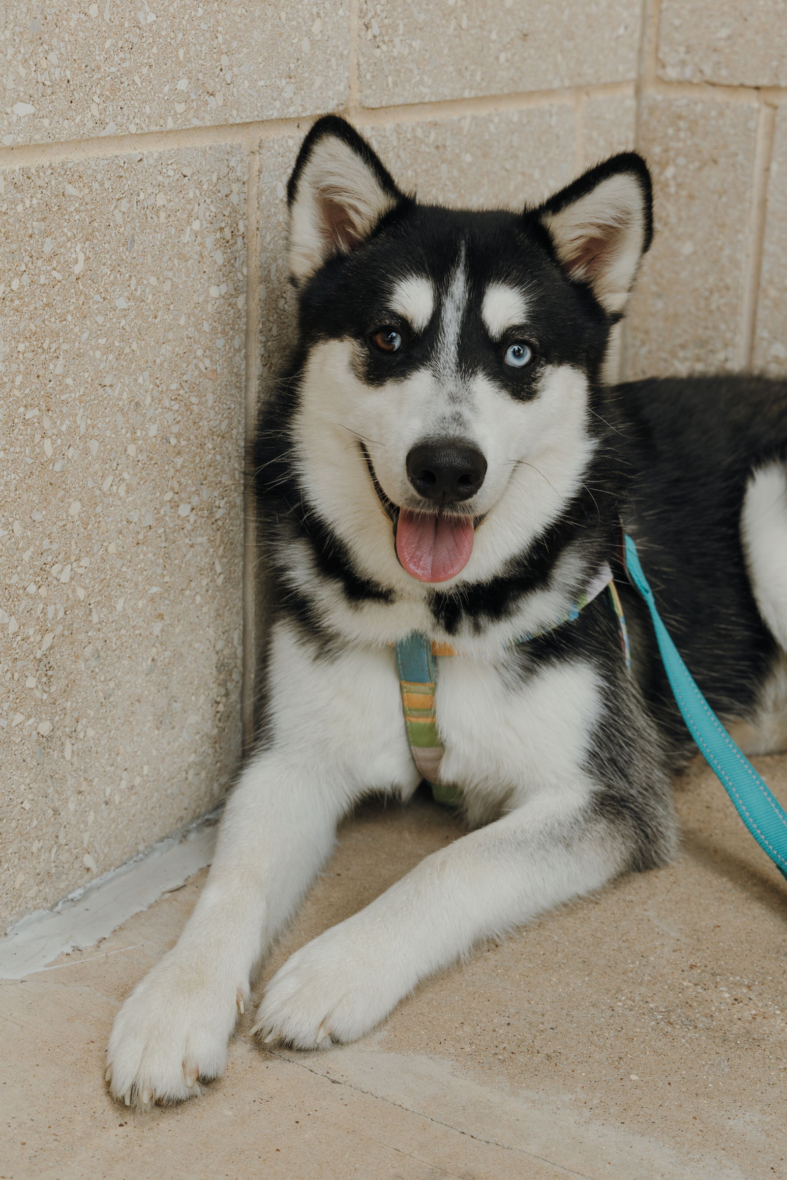 adoptable Dog in Carrollton, TX named Wyatt