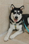 adoptable Dog in  named Wyatt