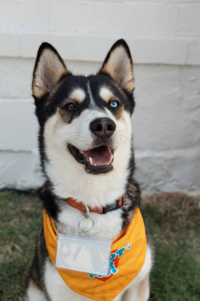 adoptable Dog in Carrollton, TX named Enzo