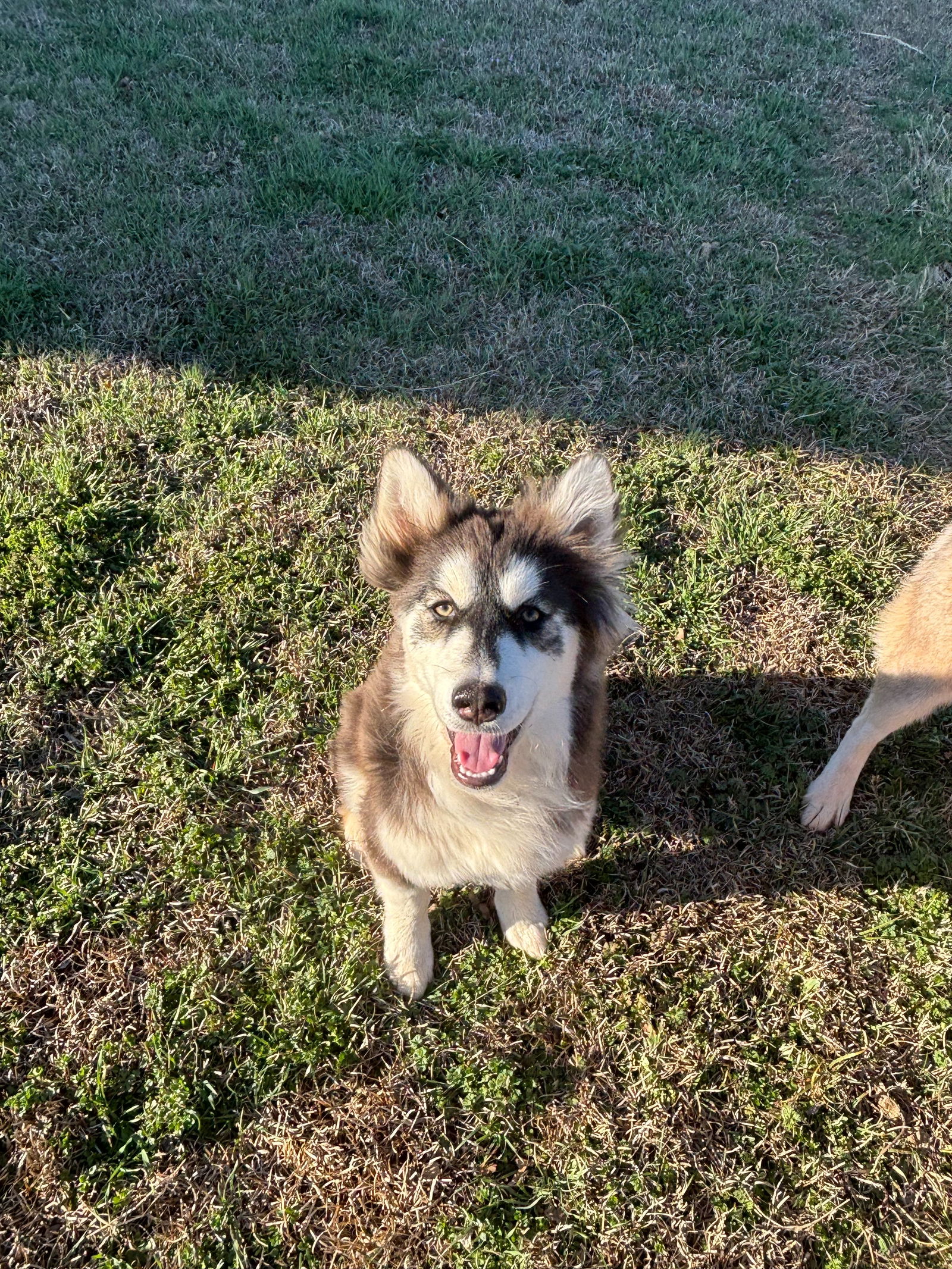 adoptable Dog in Carrollton, TX named Jasmine