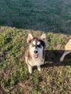 adoptable Dog in  named Jasmine