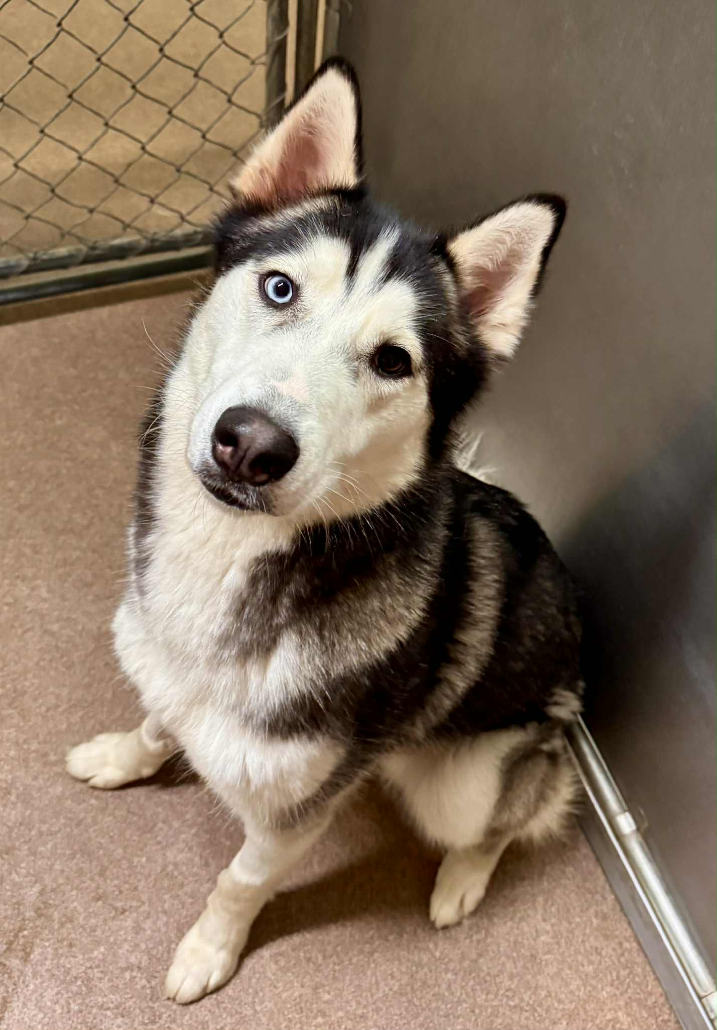 adoptable Dog in Carrollton, TX named Winkle *Foster Needed*