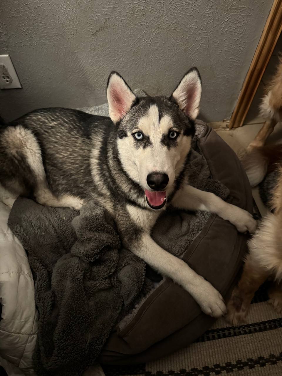 adoptable Dog in Carrollton, TX named Quincy