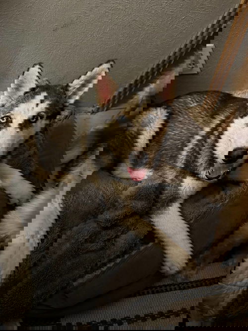 animal-image
