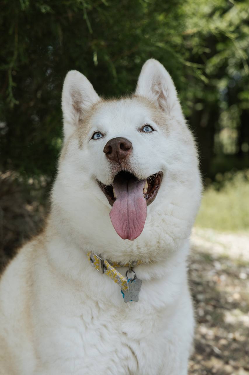 adoptable Dog in Carrollton, TX named Betty White
