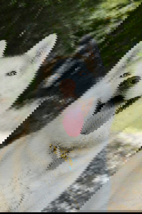 animal-image