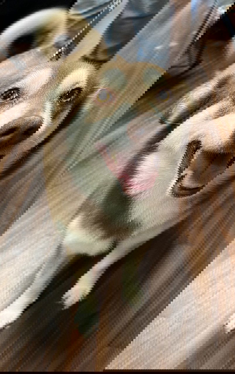adoptable Dog in Carrollton, TX named Poppi
