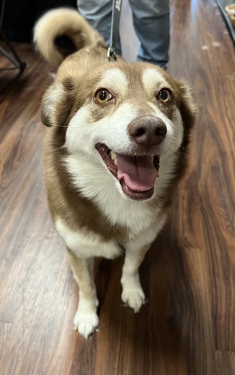 Poppi - Siberian Husky