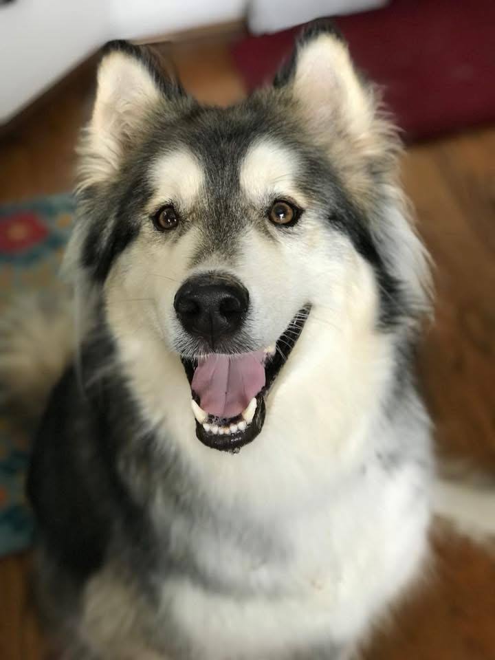 Theo Image