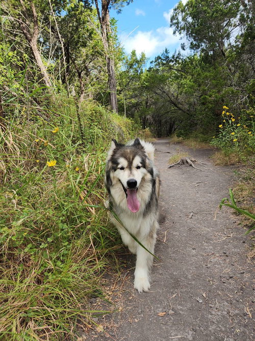 THEO - Siberian Husky available for adoption