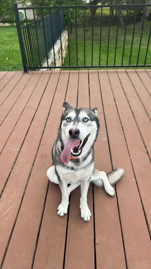 MAGGIE - Siberian Husky available for adoption