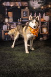 Harper - Photo 2