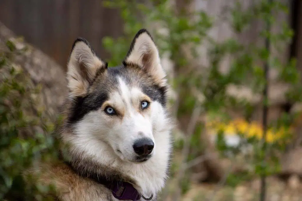 Harper - Siberian Husky