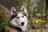 Harper - Photo 1