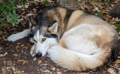 HARPER - Siberian Husky available for adoption