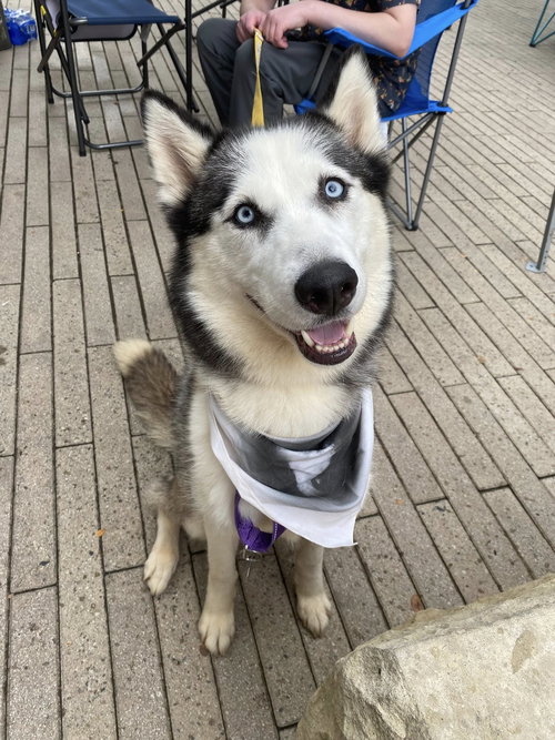 JORDYN - Siberian Husky available for adoption