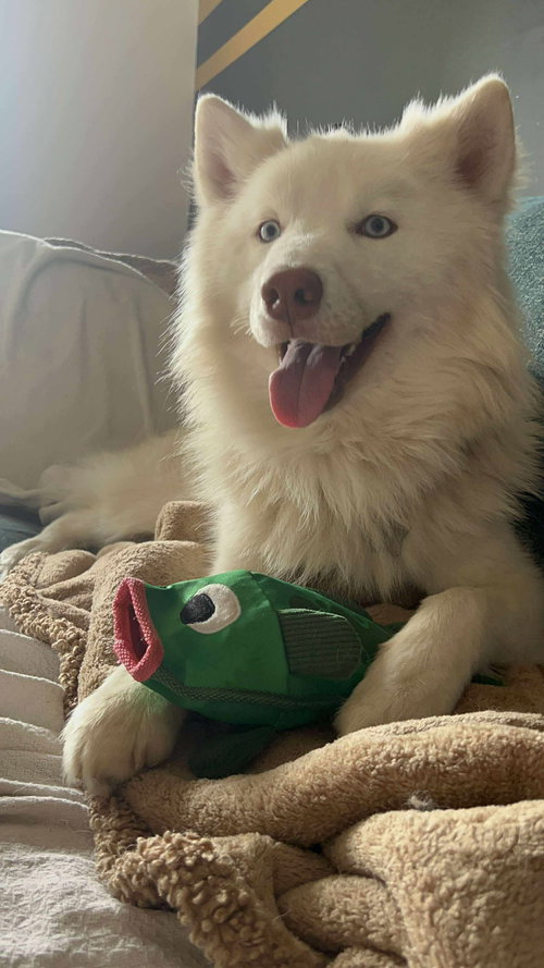 picture of the dog needing adoption