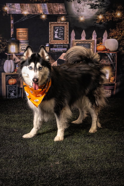 picture of the dog needing adoption