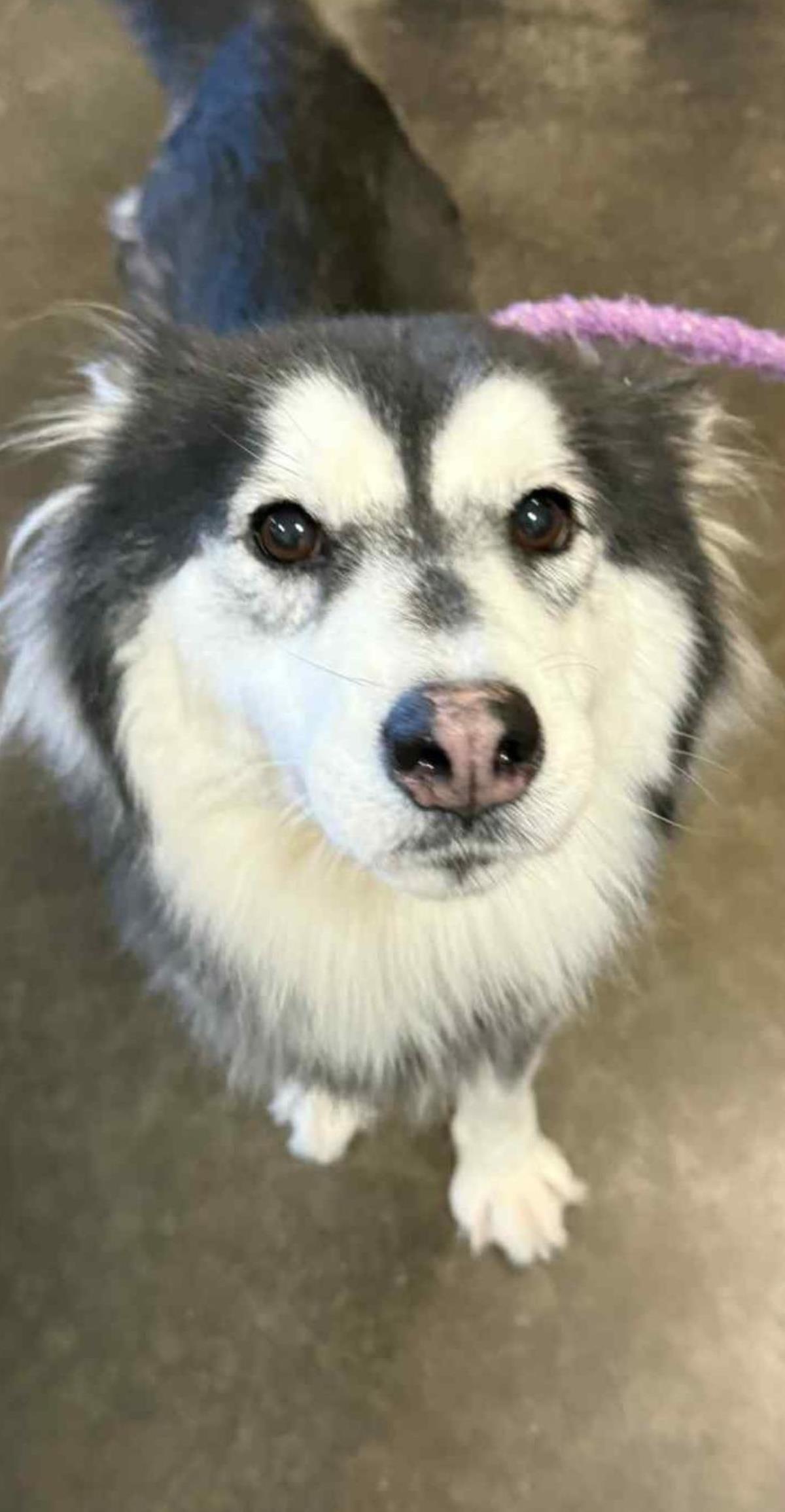 Maya