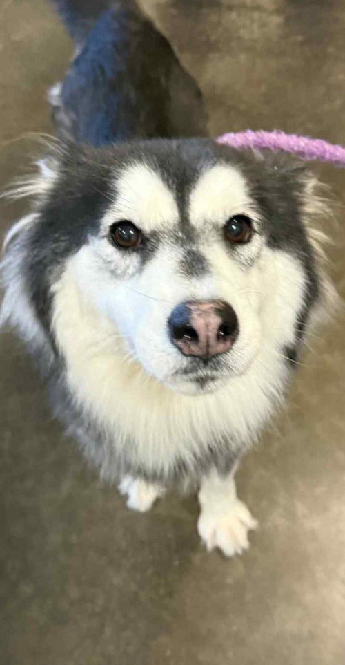 picture of the dog needing adoption