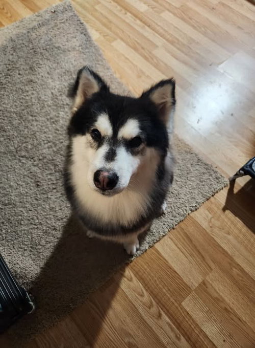 MAYA - Siberian Husky available for adoption