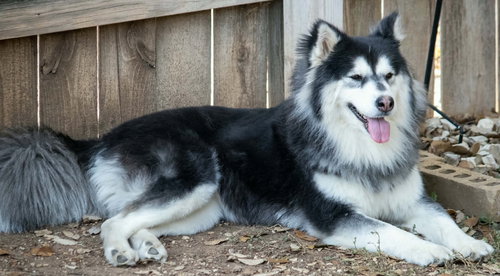 MAYA - Siberian Husky available for adoption