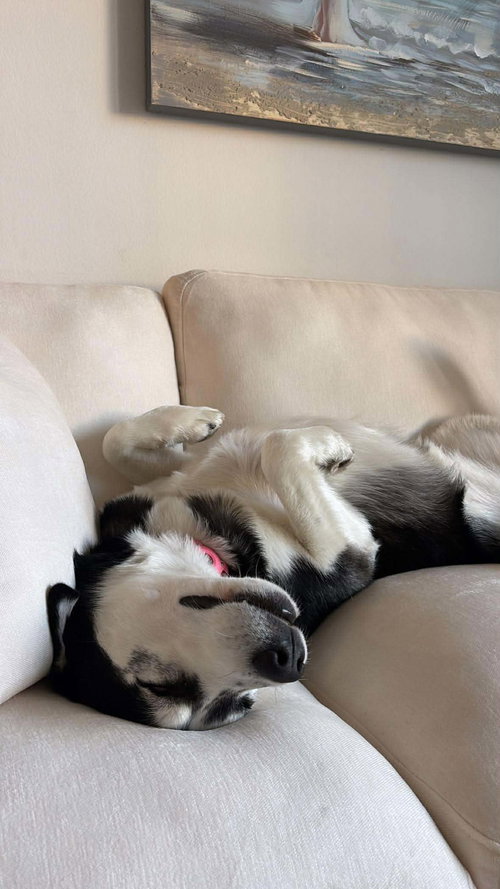 NOVA - Siberian Husky available for adoption