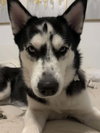 Nova - Photo 3