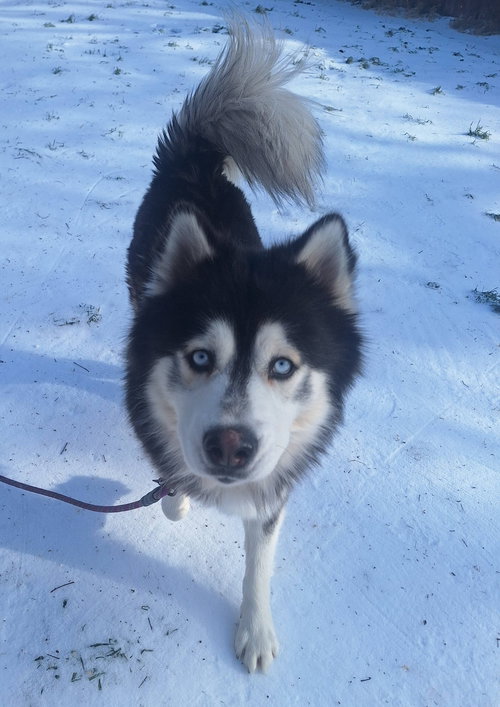 REX - Siberian Husky available for adoption