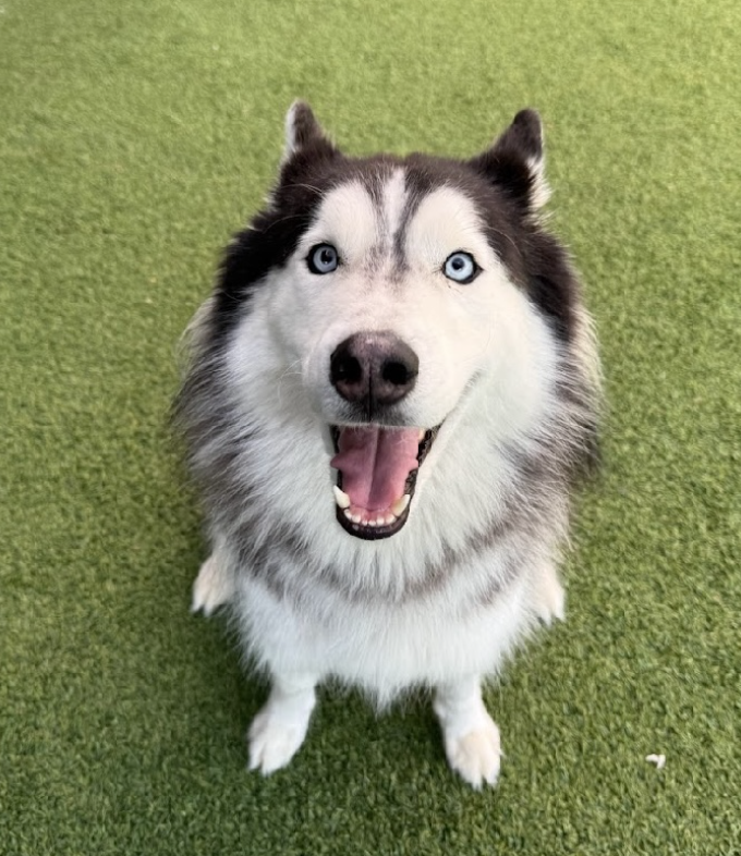 Loki
