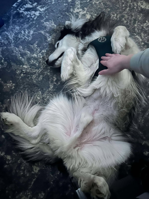 Loki