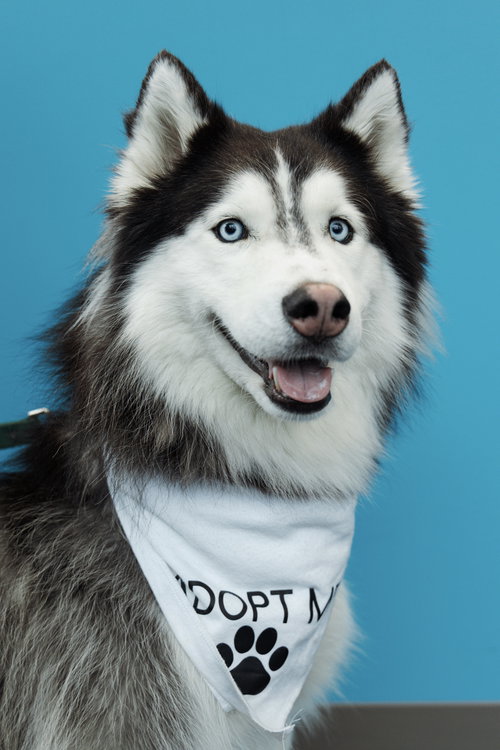 picture of the dog needing adoption