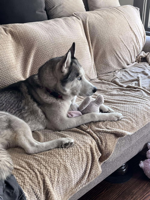 picture of the dog needing adoption